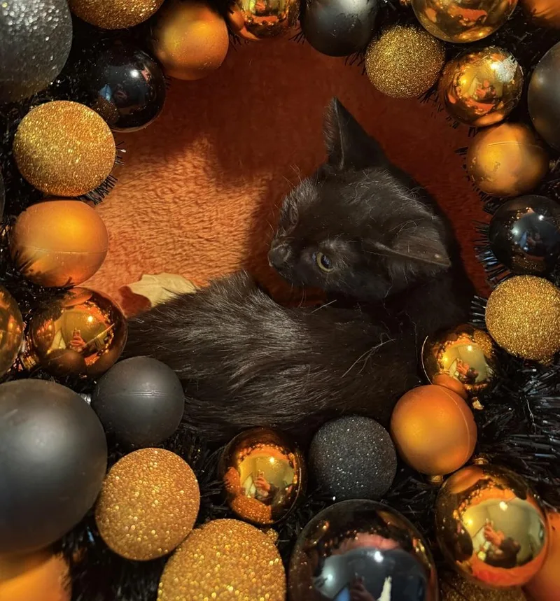 Tattoo Collector thumbnail 6