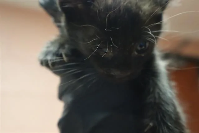 A baby small-sized male Domestic Short Hair cat named Lida Bida for adoption in Columbia, SC