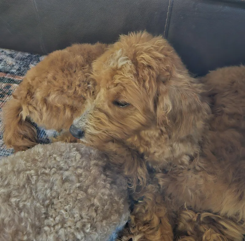 A baby small-sized male Golden Goldendoodle dog named Claude for adoption in Martinsville, IN