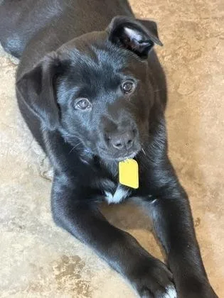 A baby large-sized male Retriever dog named Macaroon for adoption in Fort Worth, TX