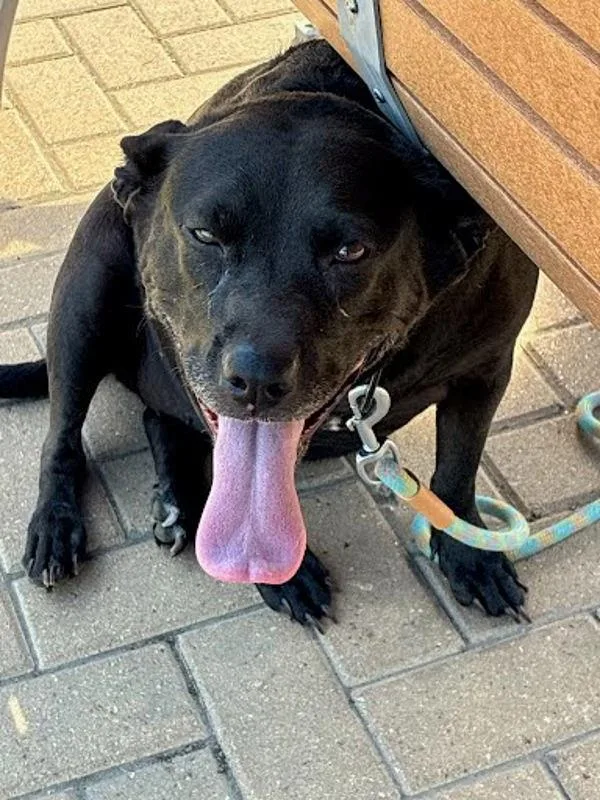 An adult medium-sized unknown Labrador Retriever dog named Kalle for adoption in Austin, TX