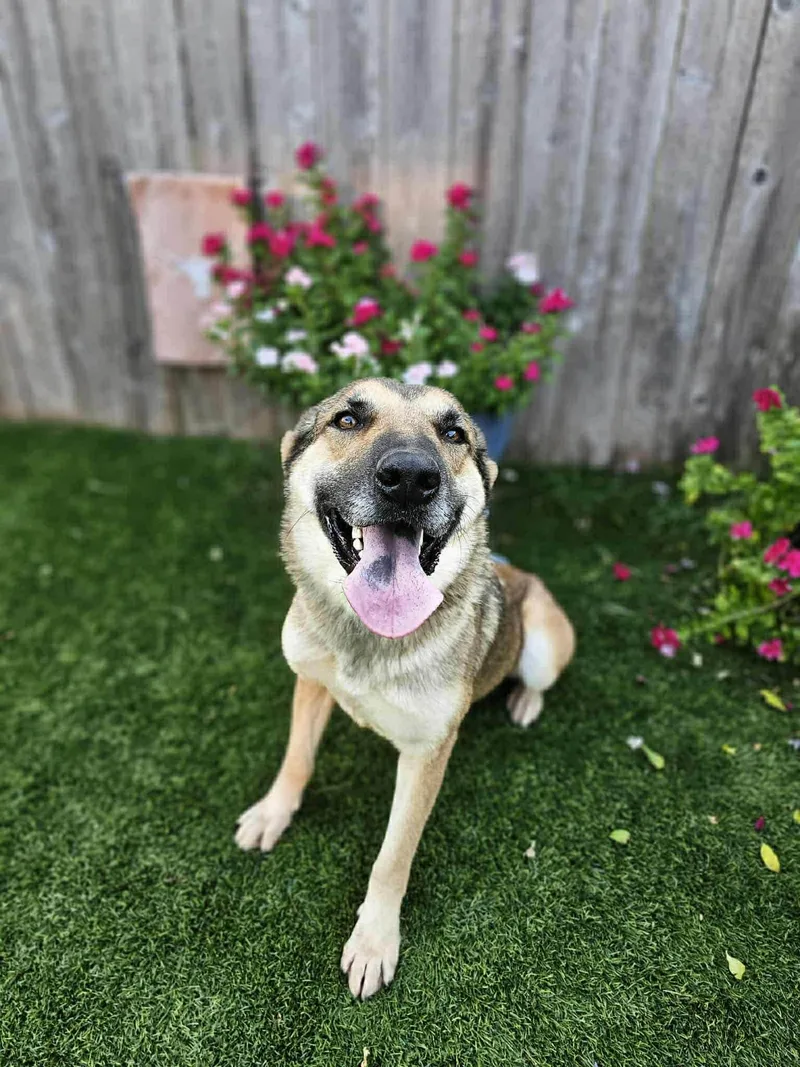 Hesta Gs thumbnail 4