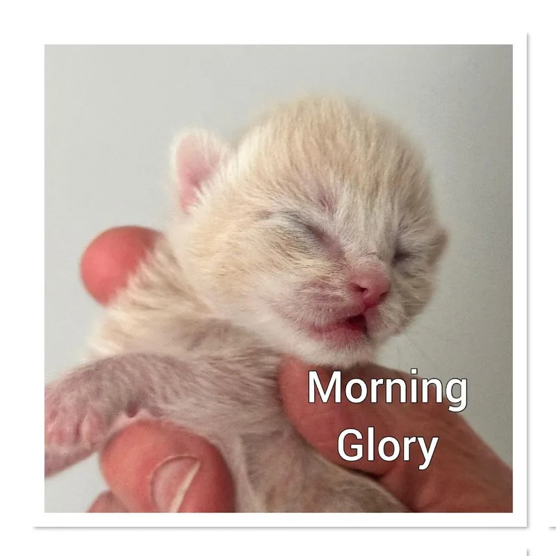 A baby small-sized female Buff / Tan / Fawn Domestic Short Hair cat named Morning Glory for adoption in Gloucester, VA