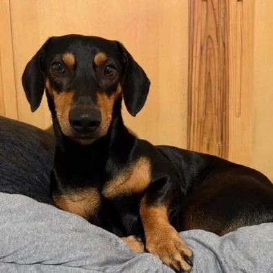 An adult small-sized male Brown / Chocolate Dachshund dog named Charlie for adoption in San Antonio, TX