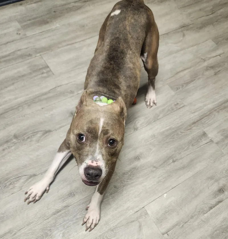 A young medium-sized female Brown / Chocolate Pit Bull Terrier dog named Zest for adoption in Mansfield, OH