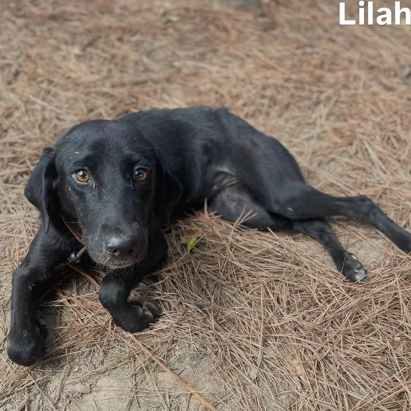 Lilah