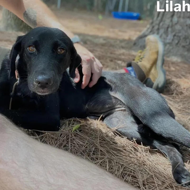 Lilah thumbnail 2