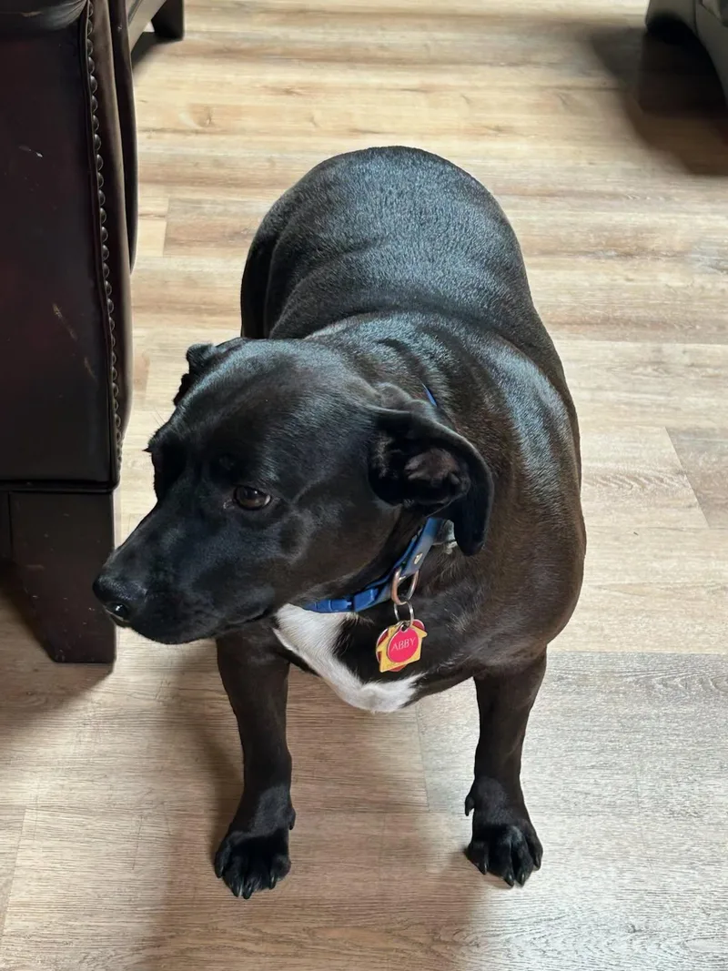 An adult medium-sized female Black American Bulldog dog named Abbie for adoption in Eureka, CA