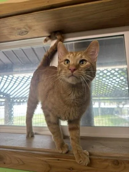 An adult medium-sized male Domestic Short Hair cat named Captain Wonky for adoption in Scottsbluff, NE