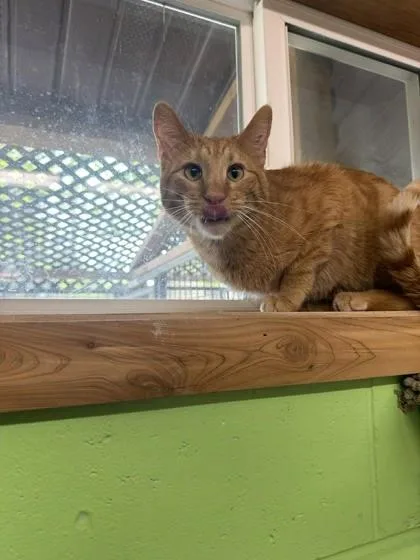 Captain Wonky thumbnail 2