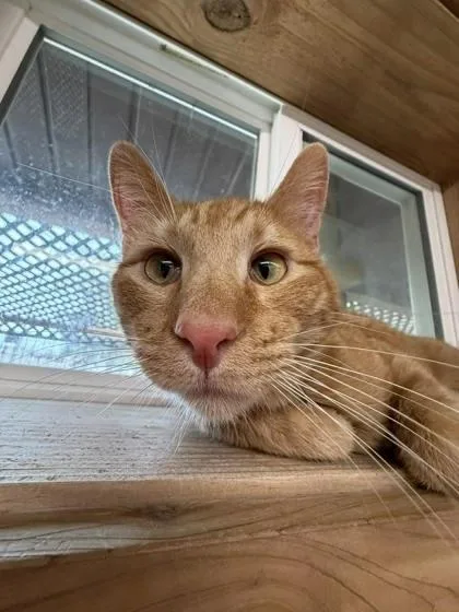 Captain Wonky thumbnail 3