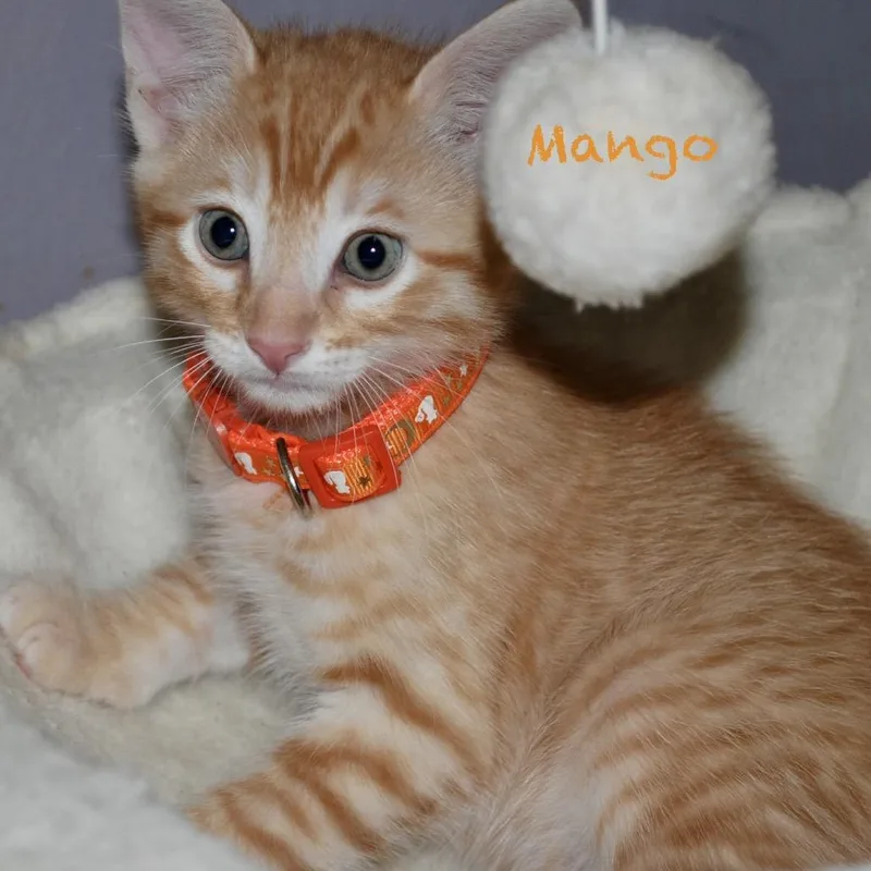 Mango