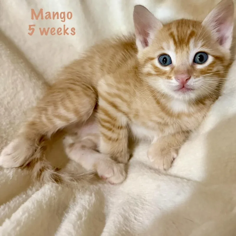 Mango thumbnail 2