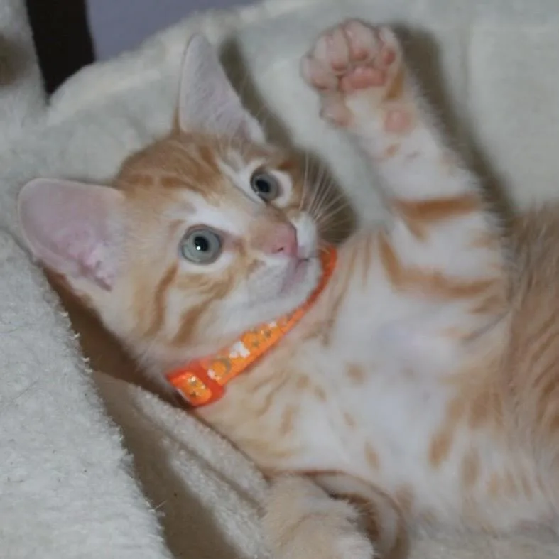 Mango thumbnail 3