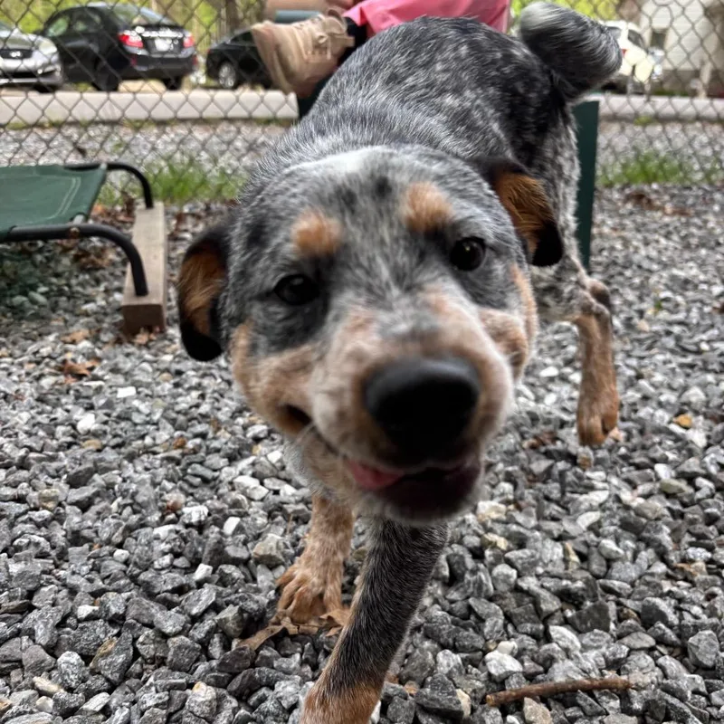 A baby small-sized male Gray / Blue / Silver Cattle Dog dog named Turbo for adoption in Franklin, NC