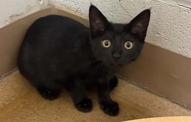 A baby small-sized female Domestic Short Hair cat named Chanel for adoption in Saint Peters, MO