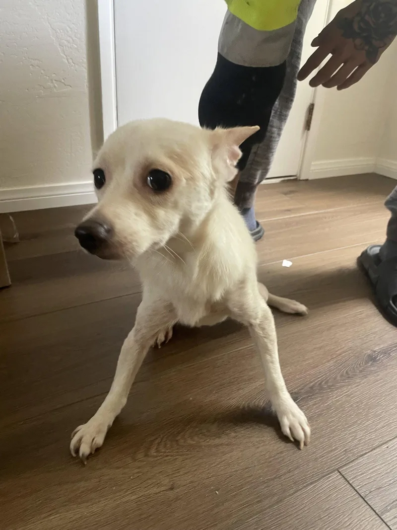 A young small-sized female Chihuahua dog named Miss Girl for adoption in San Diego, CA