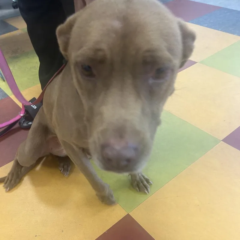 A senior large-sized female Brown / Chocolate Pit Bull Terrier dog named Carmon for adoption in Philadelphia, PA