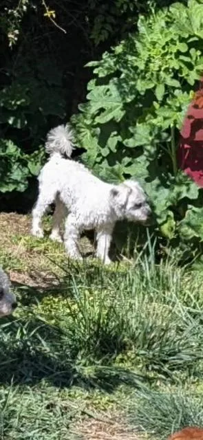 Snowball