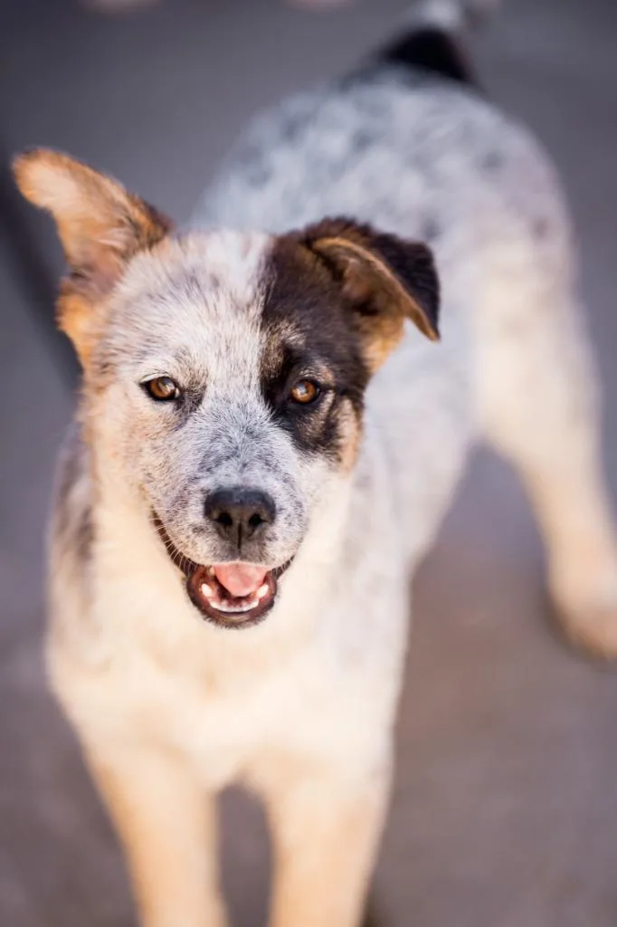 A baby medium-sized female Australian Shepherd dog named Blueberry Muffin for adoption in Fort Lupton, CO