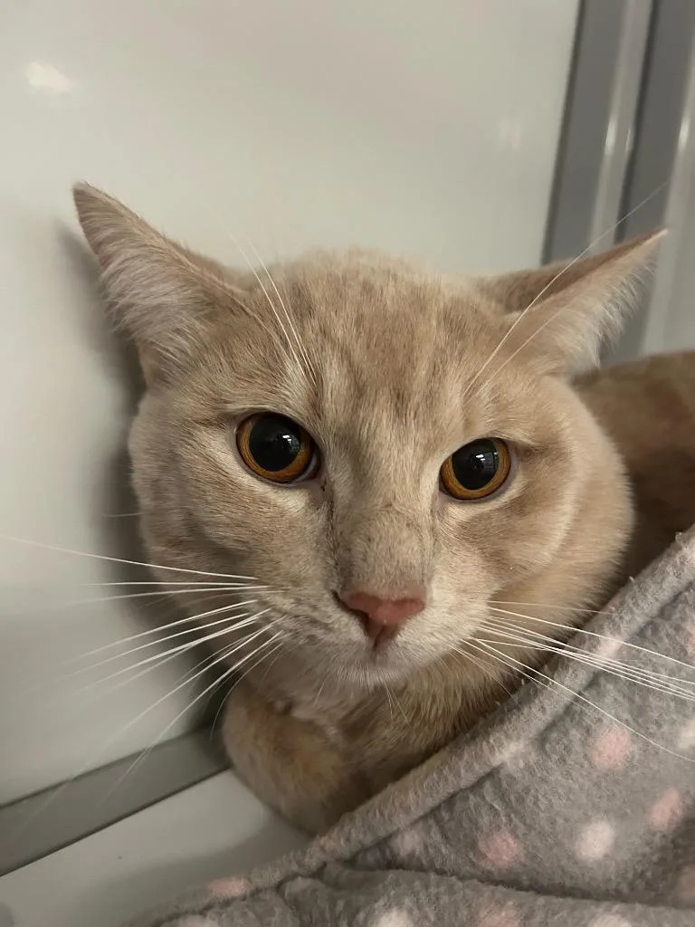 A young medium-sized male Domestic Short Hair cat named Maximus for adoption in Peoria, AZ