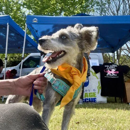 Emma Lou thumbnail 6