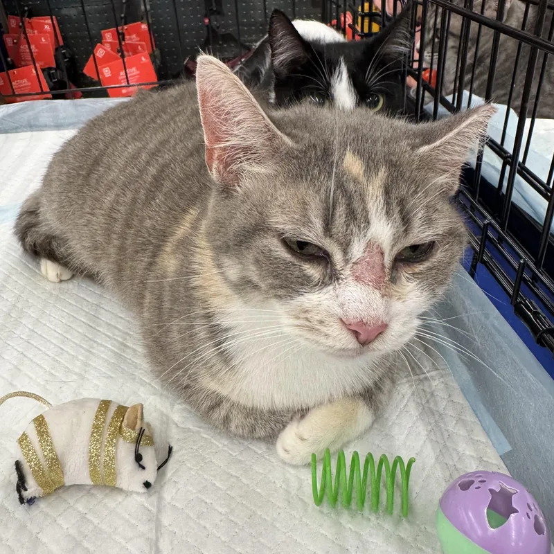 An adult medium-sized female Tabby (Buff / Tan / Fawn) Domestic Short Hair cat named Isabella for adoption in Easley, SC