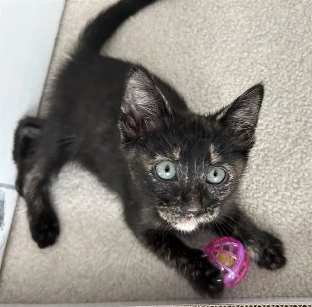 A baby small-sized female Domestic Short Hair cat named Cici for adoption in Statesville, NC