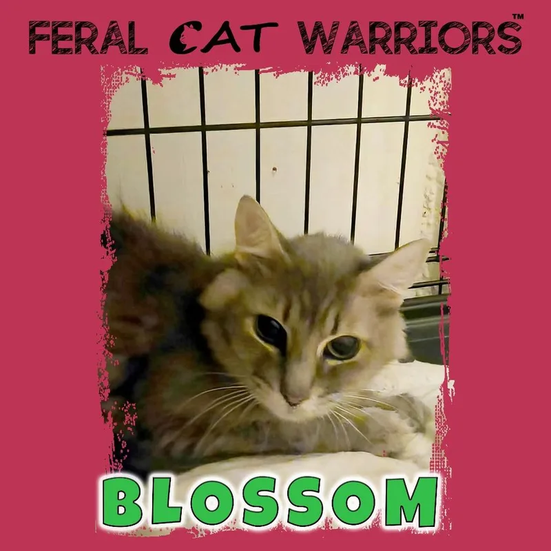 An adult small-sized female Gray / Blue / Silver Domestic Short Hair cat named Blossom for adoption in Kingman, AZ