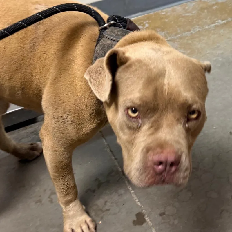 An adult large-sized male Yellow / Tan / Blond / Fawn Pit Bull Terrier dog named Ezekiel for adoption in Yuma, AZ