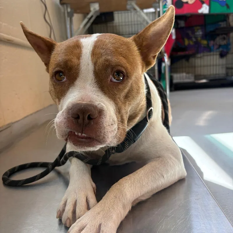 An adult medium-sized female Yellow / Tan / Blond / Fawn Mixed Breed dog named Alice for adoption in Huntington, WV