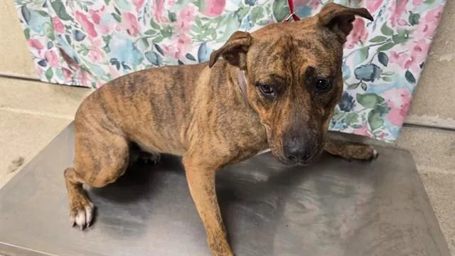 A young medium-sized female Pit Bull Terrier dog named Chica for adoption in Riverside, CA