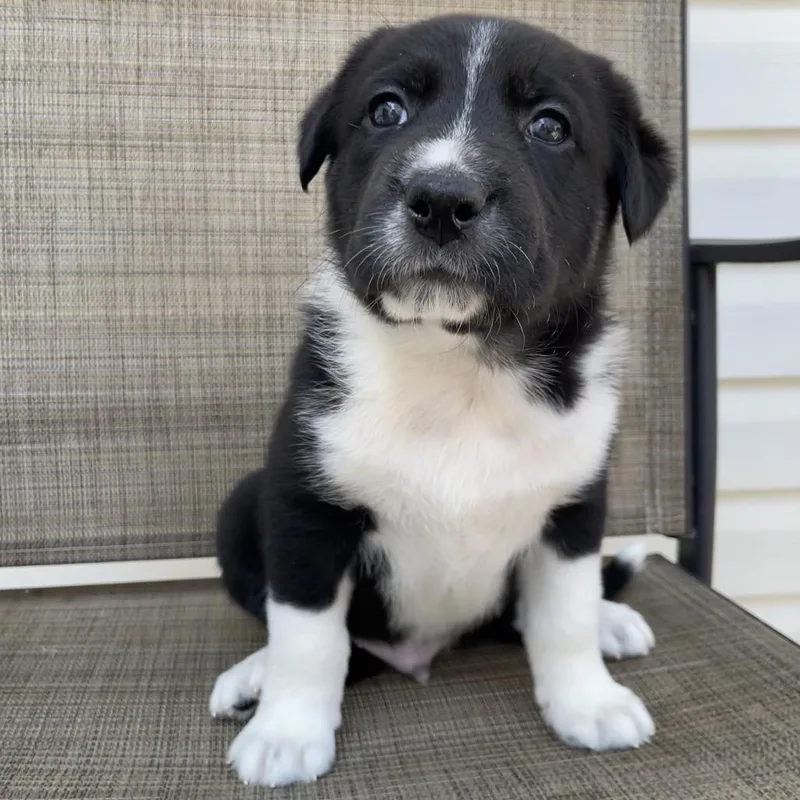 A baby large-sized male Black Black Labrador Retriever dog named Ilia for adoption in Jarrettsville, MD