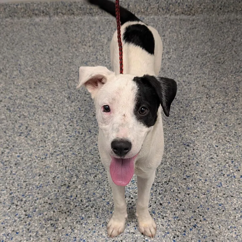 A young medium-sized female White / Cream Mixed Breed dog named Heart for adoption in Greenville, SC
