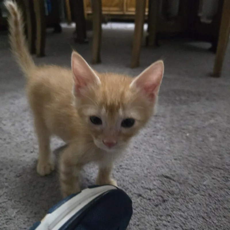 Tama thumbnail 2