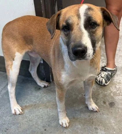 An adult medium-sized male Mountain Cur dog named Beanie for adoption in Bowling Green, KY