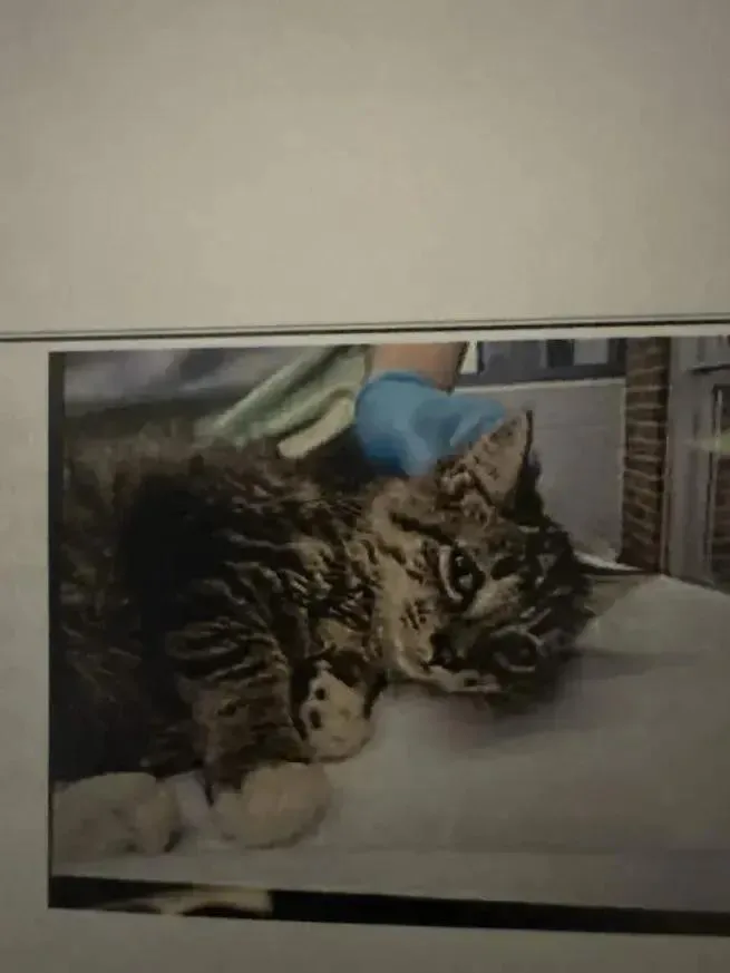 A baby small-sized female Domestic Medium Hair cat named Ariel for adoption in Grand Rapids, MI
