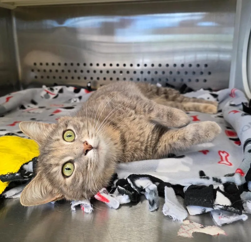 A young medium-sized female Domestic Short Hair cat named Lilac for adoption in Columbia, TN