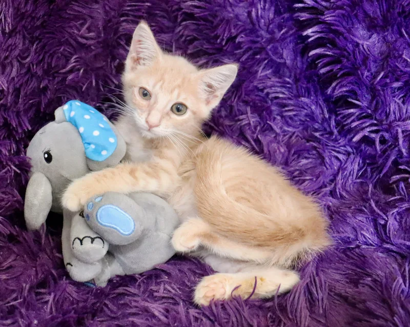 A baby medium-sized male Buff / Tan / Fawn Tabby cat named Buster for adoption in Saint Augustine, FL