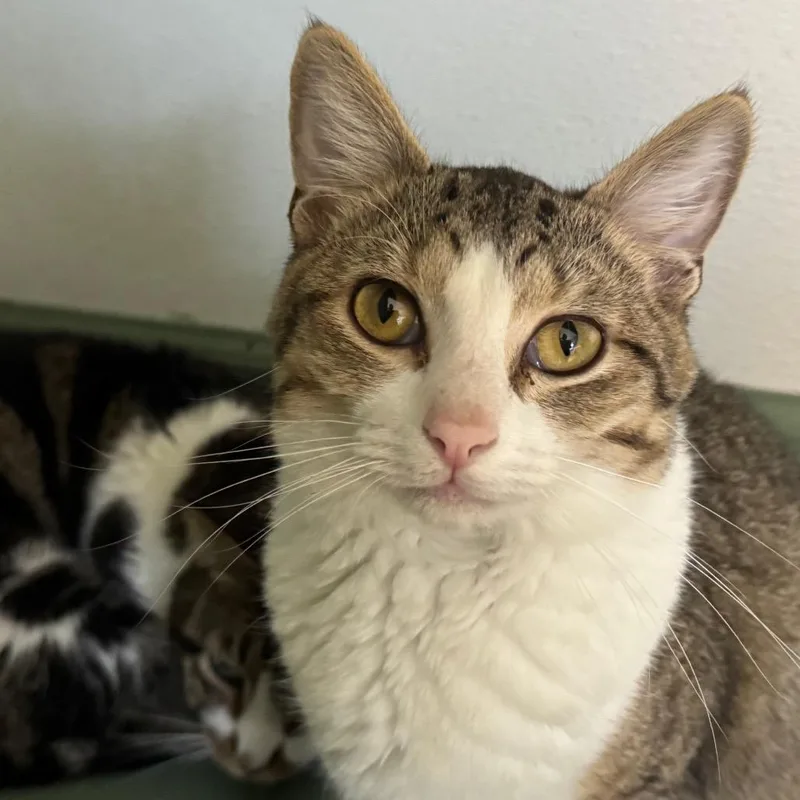 A young medium-sized male White Domestic Short Hair cat named Monkey for adoption in Decatur, GA