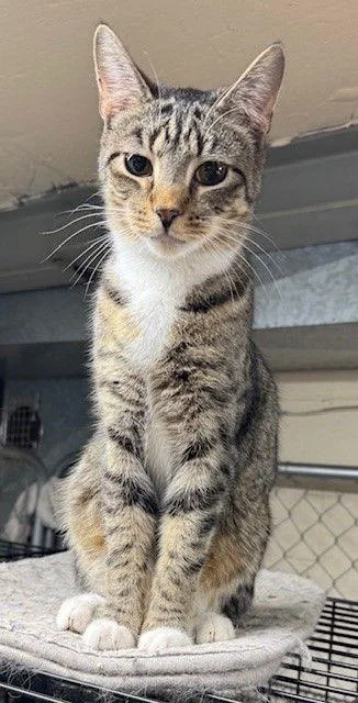 A young medium-sized male Domestic Short Hair cat named Hamilton for adoption in Apollo, PA