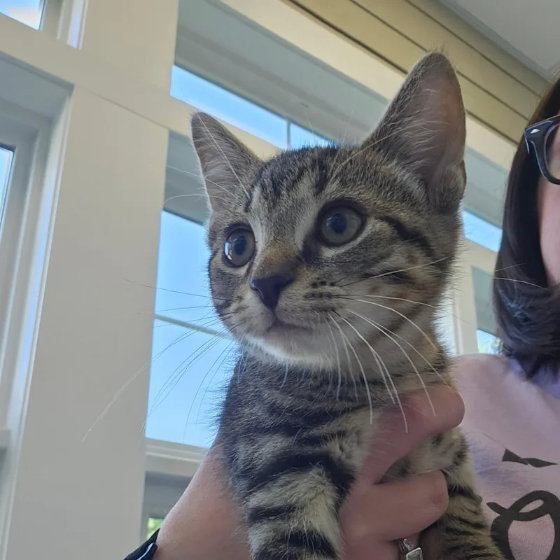 A baby small-sized male Brown / Chocolate Domestic Short Hair cat named Hello Fresh for adoption in Gloucester, VA
