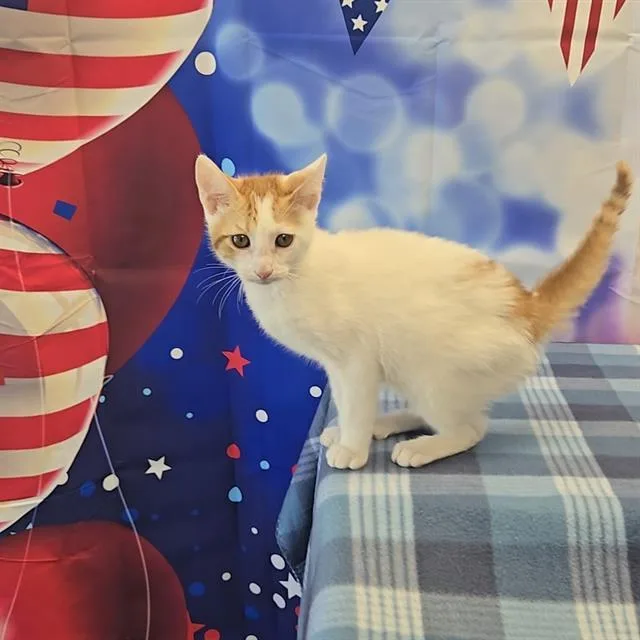 A baby small-sized male Domestic Short Hair cat named A for adoption in Wylie, TX
