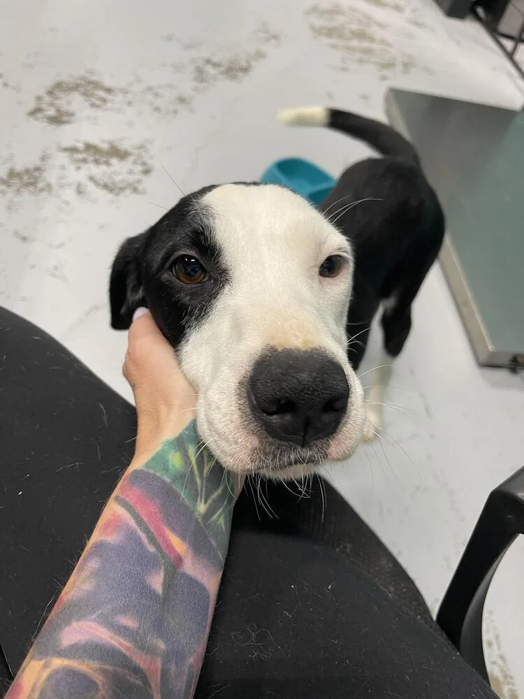 An adult medium-sized female Tricolor (Brown, Black, & White) Mixed Breed dog named Betty for adoption in Chattanooga, TN