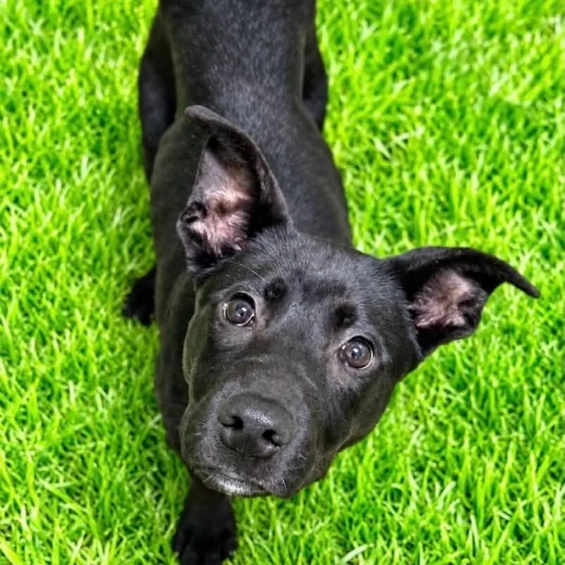 A baby medium-sized male Black Labrador Retriever dog named Hershey for adoption in Battle Creek, MI
