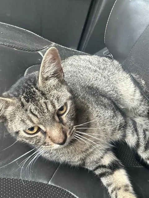 A young medium-sized male Domestic Short Hair cat named A for adoption in Conroe, TX