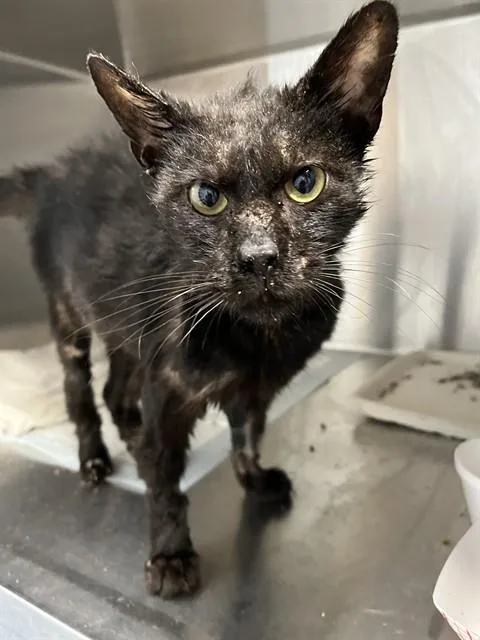 A young small-sized male Domestic Short Hair cat named Salem for adoption in Westminster, MD