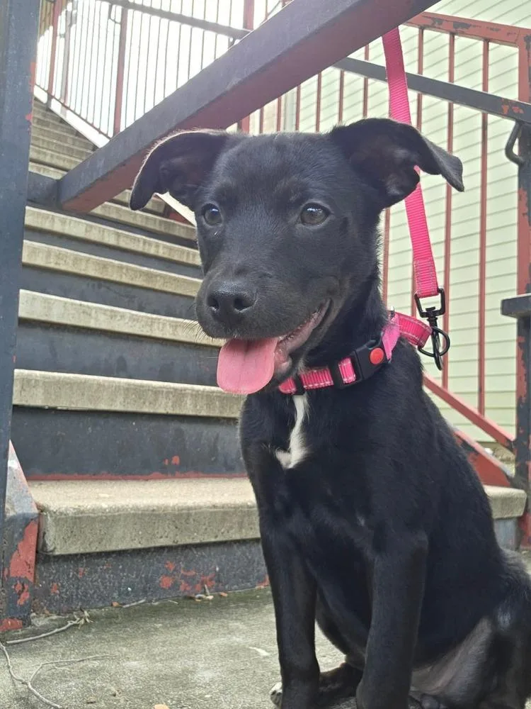 A baby small-sized female Black Labrador Retriever dog named Louise for adoption in Richmond, TX