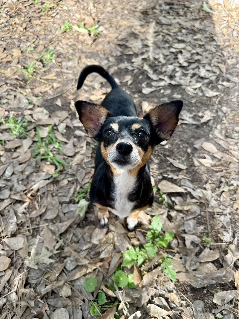 An adult small-sized female Chihuahua dog named Sophia for adoption in Baton Rouge, LA