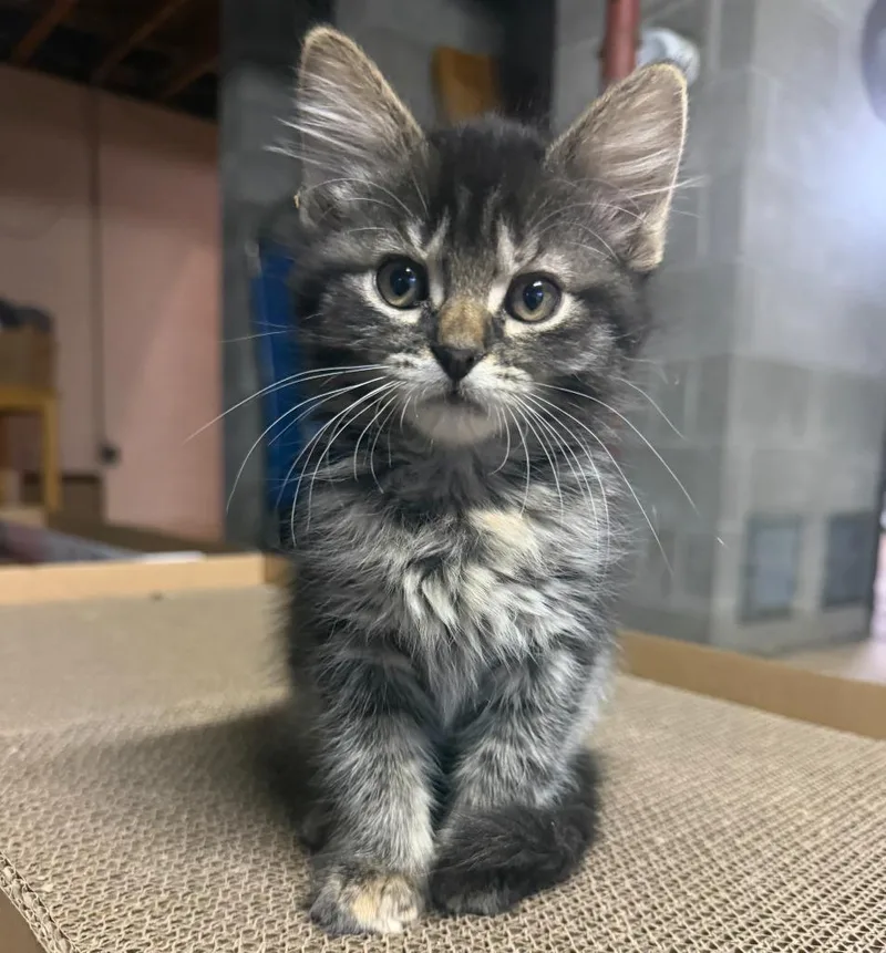 A baby small-sized female Domestic Short Hair cat named Ethel for adoption in Grand Rapids, MN